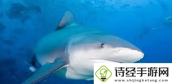 你敢信吗9人潜水失联28小时被7条鲨鱼环绕却生还