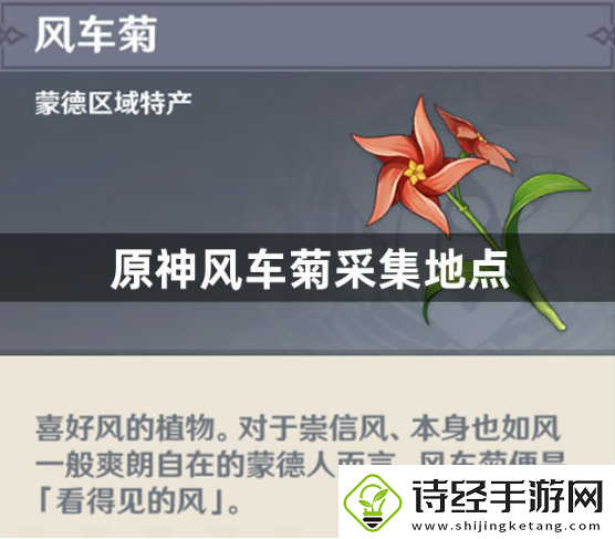 原神风车菊采集地点在哪