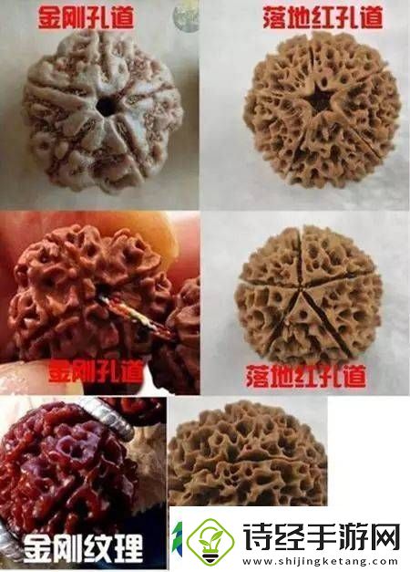 辨别金刚菩提真假