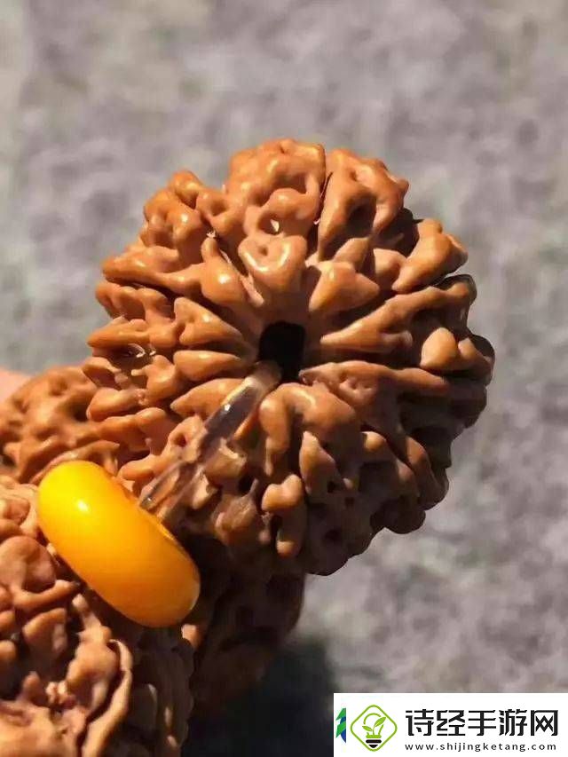 辨别金刚菩提真假