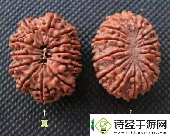辨别金刚菩提真假